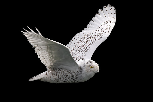 Snowy Owl Flying in Black and White. Snowy Owl #3 on Beach I.  Coastal New England. November 2021