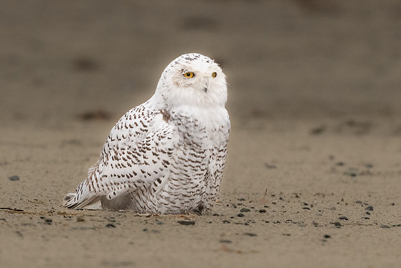 Snowy Owl #3 on Beach II.  Coastal New England. November 2021