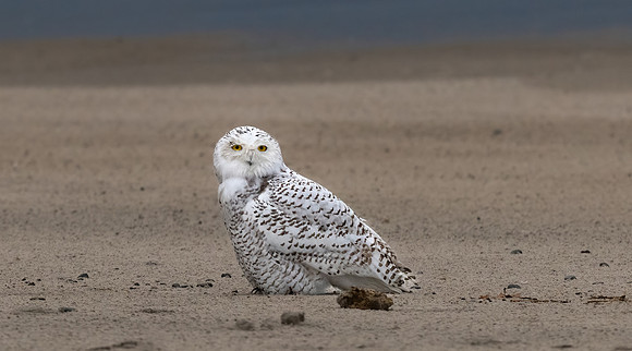 Snowy Owl #3 on Beach I.  Coastal New England. November 2021