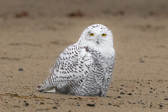 Snowy Owl #3 on Beach III.  Coastal New England. November 2021