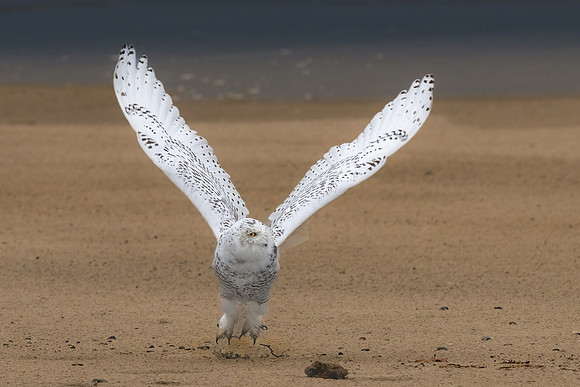 Snowy Owl #3 Beach Take Off.  Coastal New England. November 2021