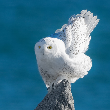 Getting Ready to Fly. Snowy Owl.  Coastal New England. November 2021
