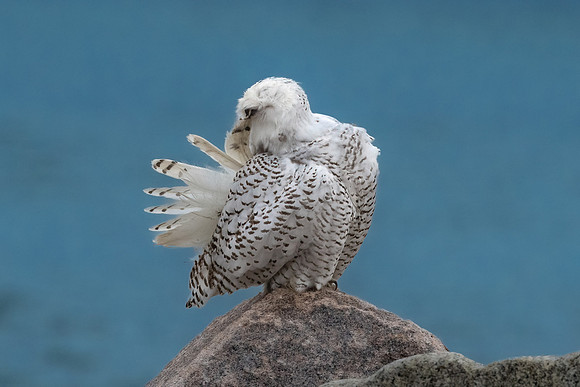 Preening Snowy Owl.  Coastal New England. November 2021