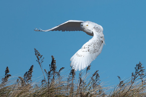 Snowy Owl Flying from Dunes, Coastal New England. November 2021