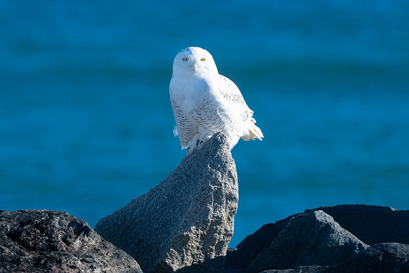 Portrait of a Snowy Owl.  Coastal New England. November 2021
