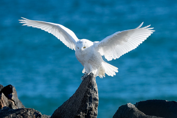 Nailing the Landing.  Snowy Owl.  Coastal New England. November 2021