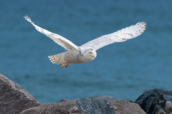 Flying Snowy Owl I.  Coastal New England. November 2021