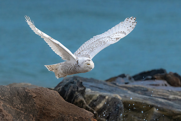 Flying Snowy Owl II.  Coastal New England. November 2021