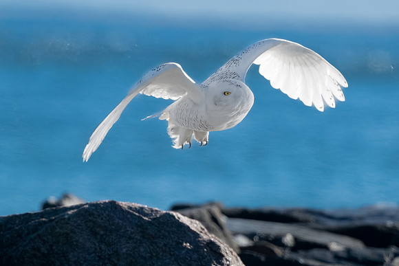 Hovering Snowy Owl.  Coastal New England. November 2021