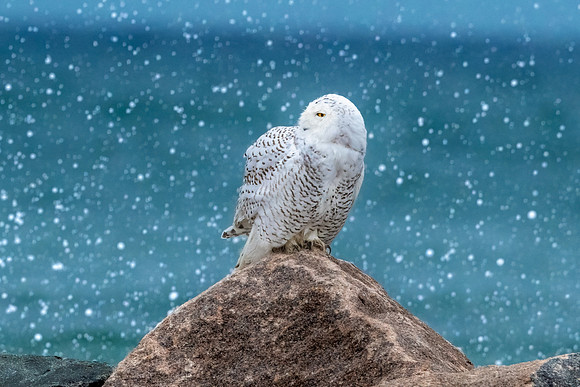 Snow Globe Snowy Owl.  Coastal New England. November 2021