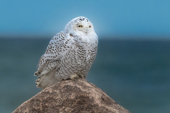 Resting Snowy Owl.  Coastal New England. November 2021