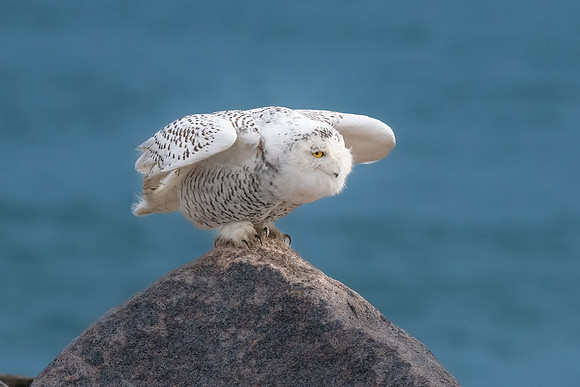 Ready to Launch. Snowy Owl.   Coastal New England. November 2021