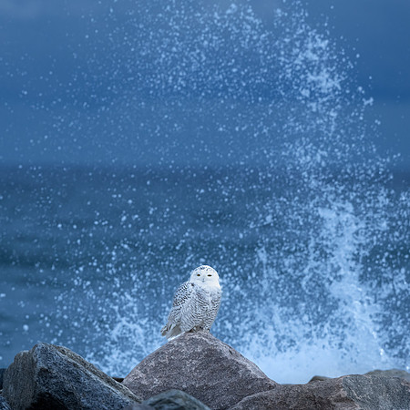 Splash!  Snowy Owl. Coastal New England. November 2021
