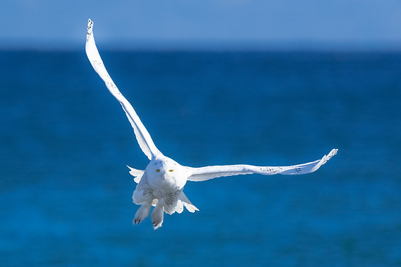 Out to Sea. Snowy Owl. Flying Snowy Owl II.  Coastal New England. November 2021