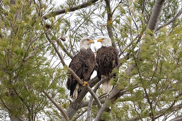 Bald Eagles in Love, Eastern Massachusetts, 2020
