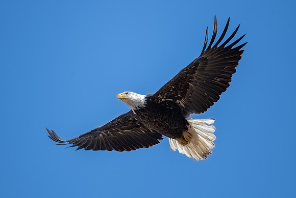 Bald Bald Eagle, Eastern Massachusetts, 2020