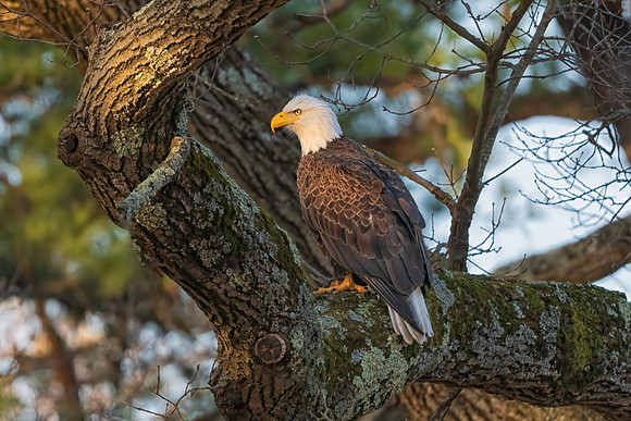 Male Bald Eagle. Waltham, Massachusetts, 2020