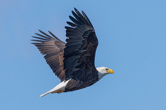 Female Bald Eagle Take Off, Medford, Massachusetts, 2020