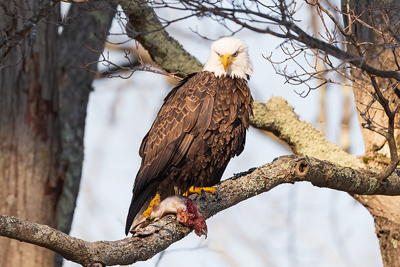 Male Bald Eagle with Trout. Waltham, Massachusetts, 2020