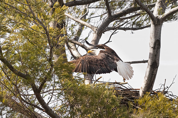 Leaving the Nest, Male Bald Eagle. Waltham, Massachusetts, 2020
