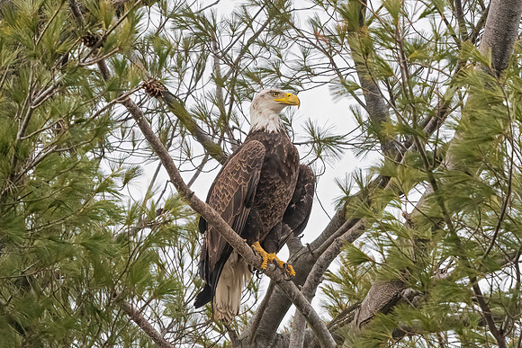 Female Bald Eagle Perched, Eastern Massachusetts, 2020
