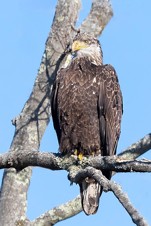 Juvenile Bald Eagle Looking for Fish, Eastern Massachusetts, 2020