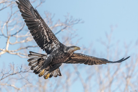 Juvenile Bald Eagle Take Off, Eastern Massachusetts, 2020
