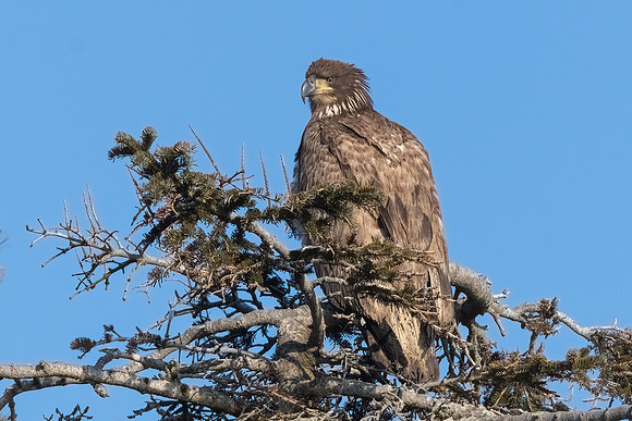 Juvenile Bald Eagle Perched, Eastern Massachusetts, 2020
