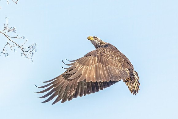 Juvenile Bald Eagle Ready to Land, Eastern Massachusetts, 2020