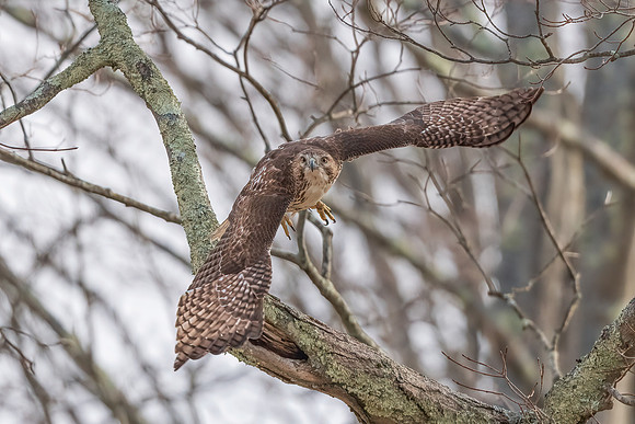 Red Tail Hawk Take Off, Waltham, Massachusetts 2020