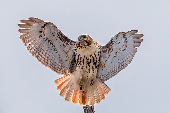 Red Tail Hawk Landing, Medford, Massachusetts 2020
