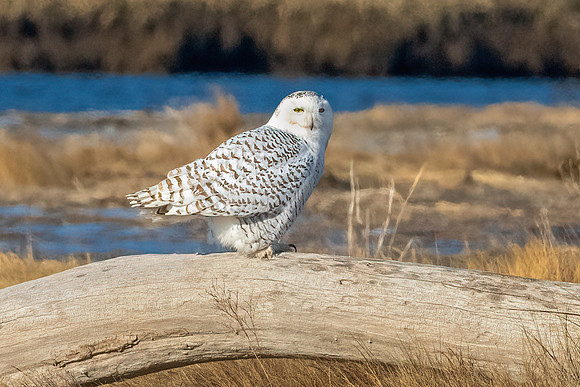 Snowy Owl Ready to Fly, Salisbury, MA 2020