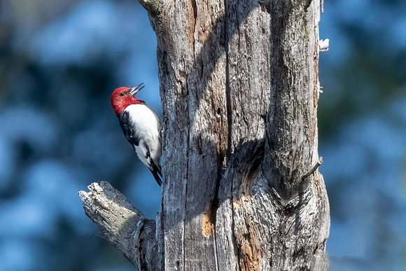 Red Headed Woodpecker, Epping, NH 2020