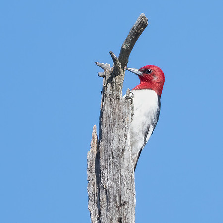 Red Headed Woodpecker, Epping, NH 2020