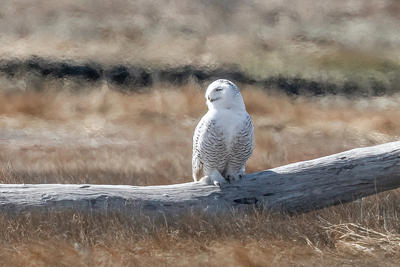 Snowy Owl, Salisbury, MA 2020
