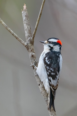 Downy Woodpecker, Mason, NH 2020