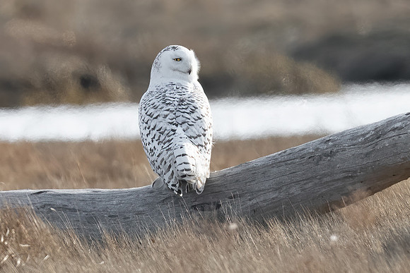 Snowy Owl, Salisbury, MA 2020