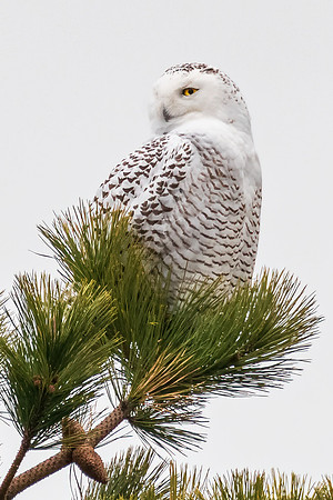 Snowy Owl in Pine Tree, Parker River Wildlife Refuge, January 2020