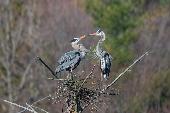 Great Blue Herons Courting, Milford, NH, March 2020