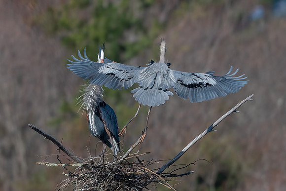 Great Blue Herons, Milford, NH, March 2020