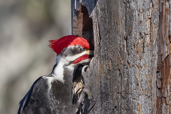 Housing Inspection. Pileated Woodpecker, Southern NH, March 2020