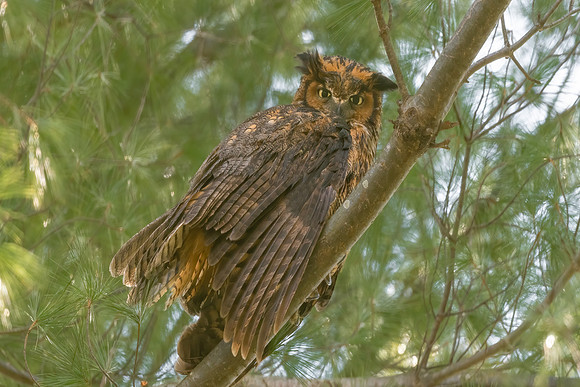 Great Horned Owl (Female), Boston, MA, March 2020