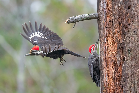 Changing of the Guard II. Pileated Woodpeckers, Southern NH, April 2020