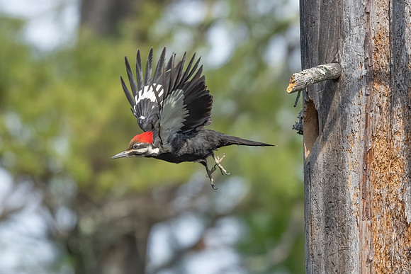 Going Out. Pileated Woodpecker (Female), Southern NH, April 2020