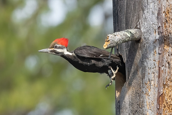 Ready, Set, Go! Pileated Woodpecker (Female), Southern NH, May 2020