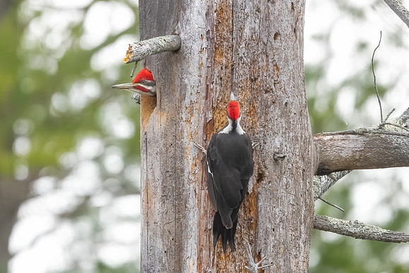 Changing of the Guard I. Pileated Woodpeckers, Southern NH, April 2020