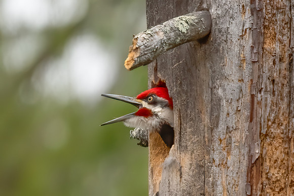 Calling for His Mate. Pileated Woodpecker (Male), Southern NH, April 2020