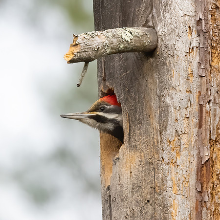 Checking Out the View. Pileated Woodpecker (Female), Southern NH, April 2020