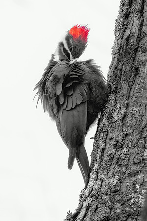 Preening. Pileated Woodpecker (Female). Southern NH, April 2020