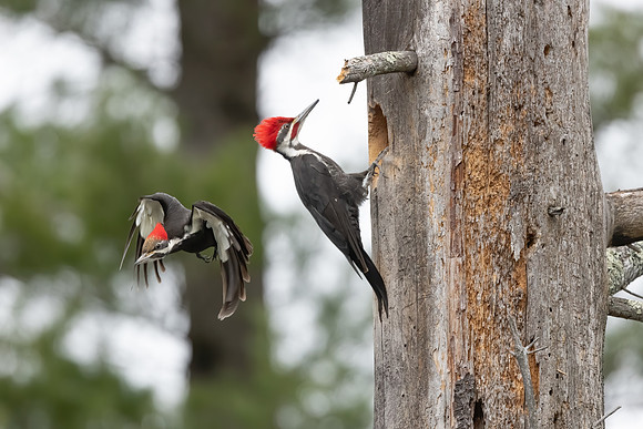 Changing of the Guard IV. Pileated Woodpeckers, Southern NH, April 2020